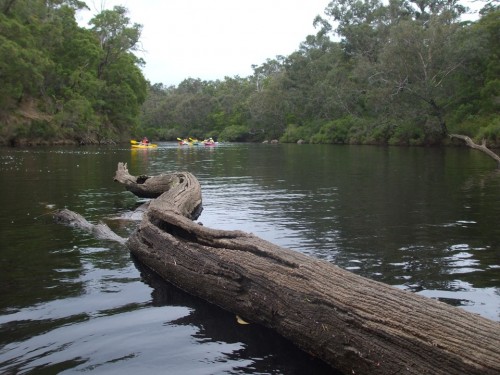 Watch Out For The Sunken Log