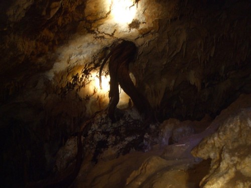 Tree Root Growing Through Roof