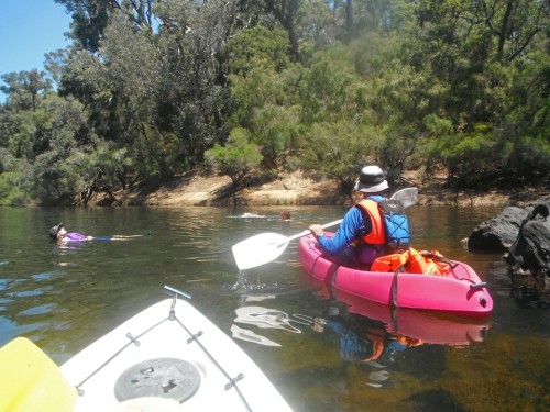 Aquatic creatures at play