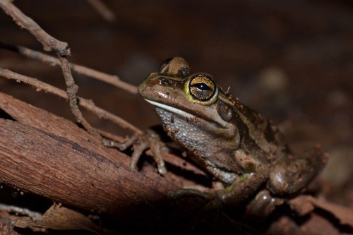 Oh No. Not These Cavers Again