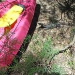 Lizards love kayaking too